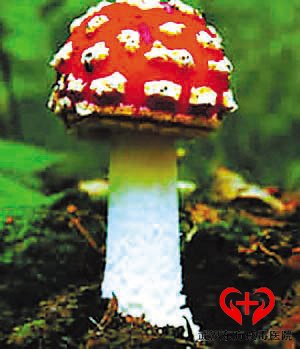 迷幻蘑菇症状