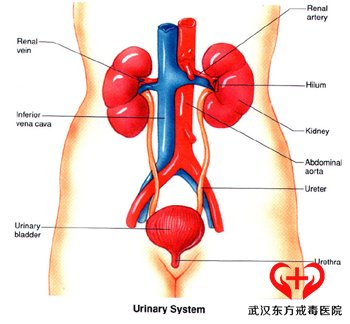 k粉对泌尿系统的损害
