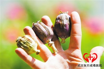 海洛因人格